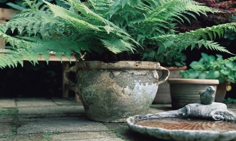 Lush fern fronds shade a weathered gray ceramic pot