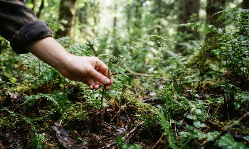 A person’s hand gently brushes a small fern in a lush forest