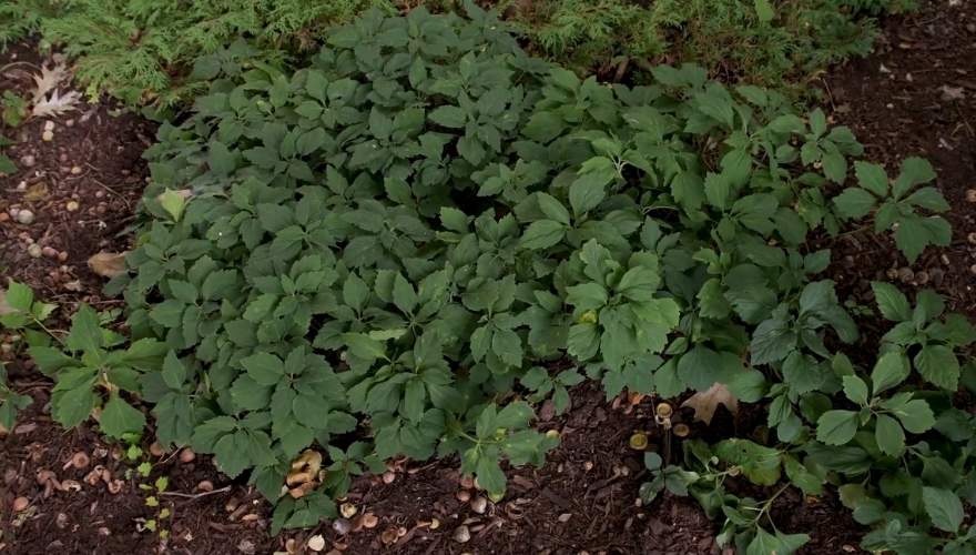 Allegheny Pachysandra under a tree