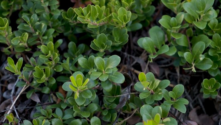 Arctostaphylos uva-ursi ground cover with dense, small evergreen leaves.