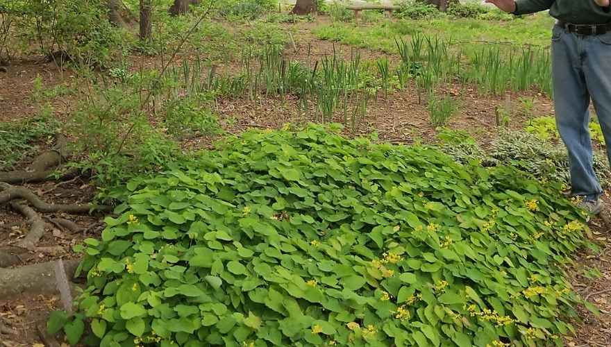 epimedium growing under a tree
