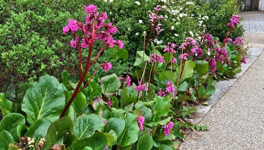 Bergenia with bright pink flowers and large green leaves growing along a garden border.