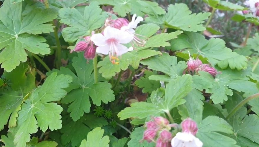 Bigroot geranium with green foliage and pale pink flowers growing as ground cover.