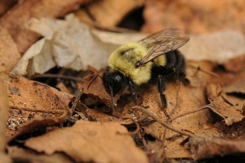 A yellow-and-black bumblebee crawls among dry brown leaves and twigs