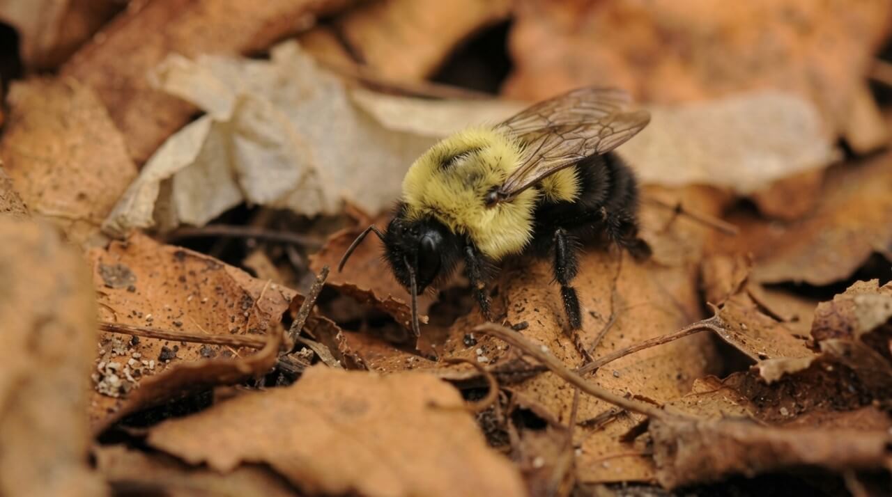 A yellow-and-black bumblebee crawls among dry brown leaves and twigs