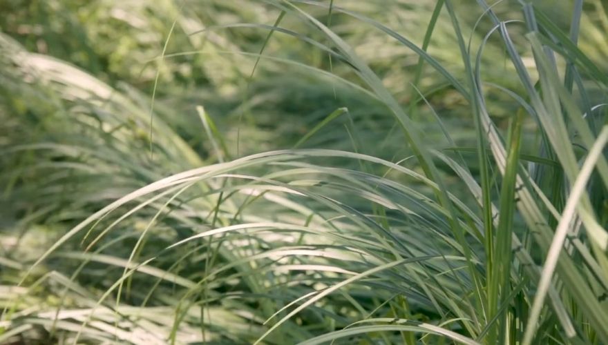 Close-up of Pennsylvania sedge (Carex pensylvanica) with long, narrow green leaves arching naturally in a grassy landscape.
