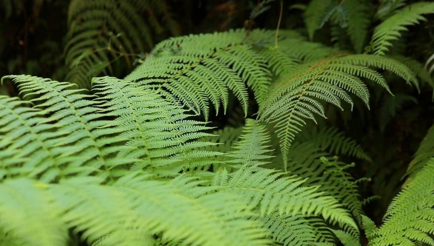Close-up of lush green fern fronds growing densely in a shaded woodland, showing delicate, feathery foliage.