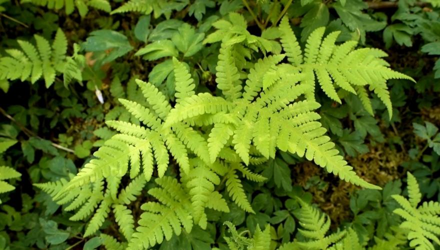 Bright green Christmas fern fronds spreading across a shaded woodland floor, surrounded by dense natural vegetation.