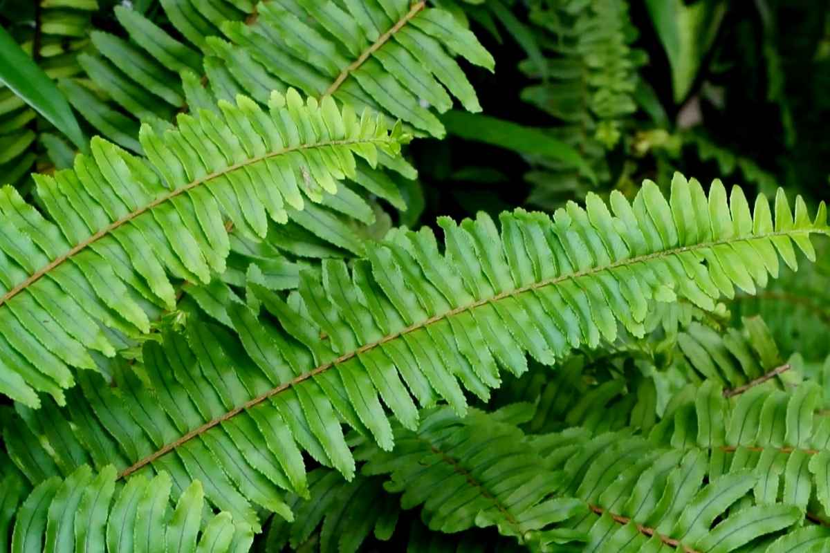Close-up of lush green Christmas fern (Polystichum acrostichoides) fronds with dense, overlapping leaflets growing in a shaded garden.