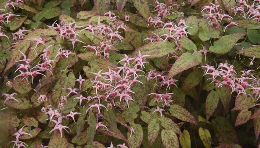 Pink Epimedium flowers bloom above mottled green and bronze leaves.