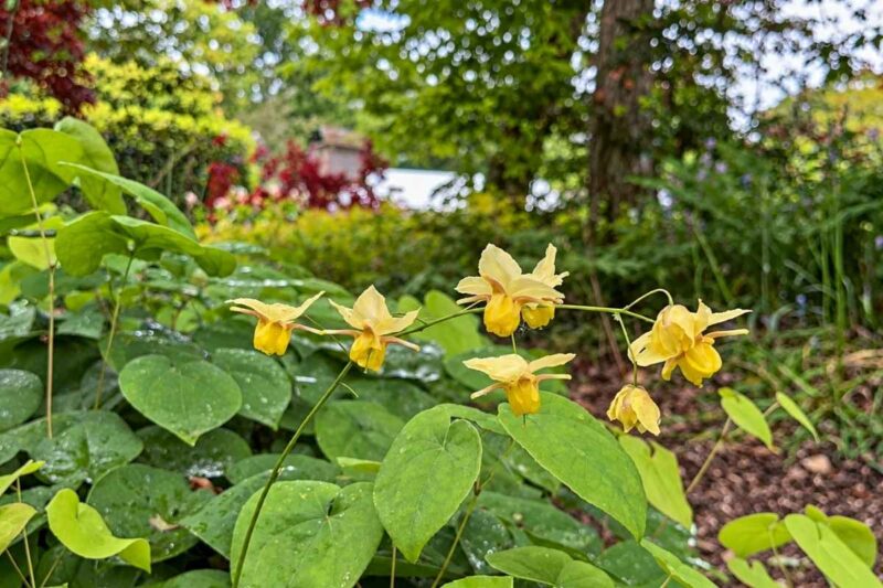 Epimedium Thrives in the Dry Shade Most Plants Can’t Stand