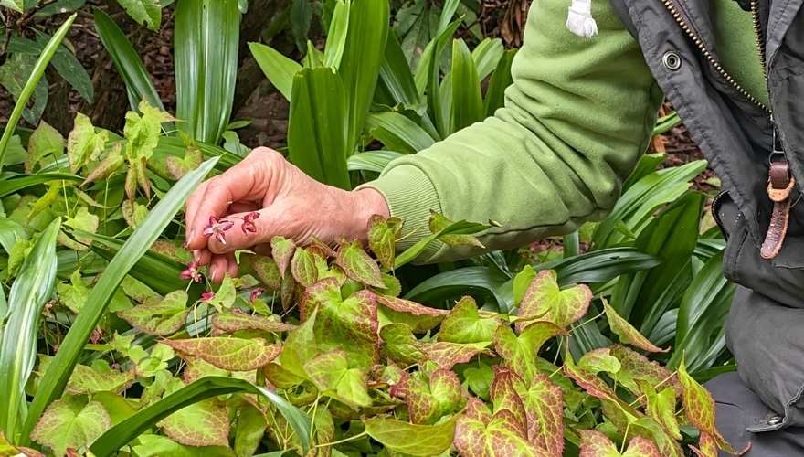 A person gently holds pink Epimedium flowers among green leaves.
