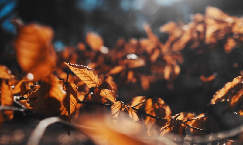 Close-up of golden-orange autumn leaves glowing in warm sunlight