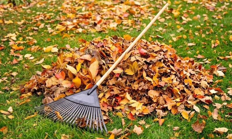 A wooden-handled leaf rake rests across a mound of orange, yellow, and brown autumn leaves on a green lawn