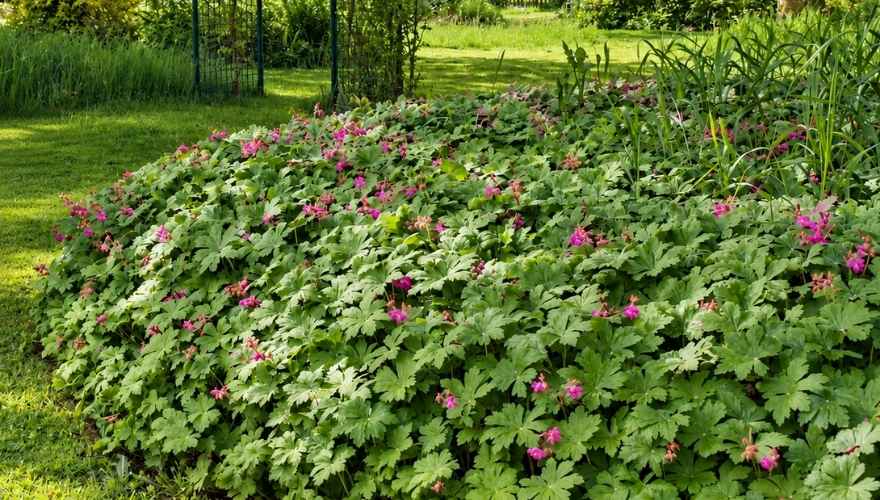 Geranium macrorrhizum growing as dense groundcover with pink flowers in a shaded garden.