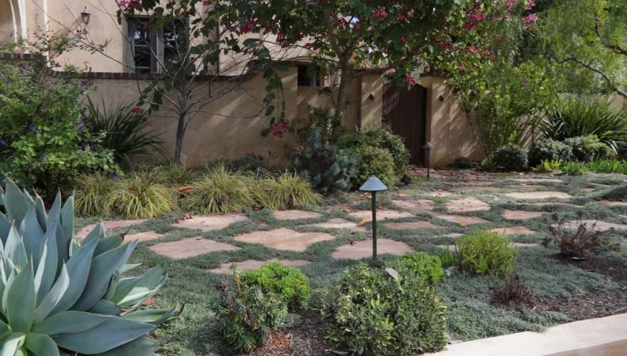 Low ground cover plants grow between stone pavers in a landscaped garden.