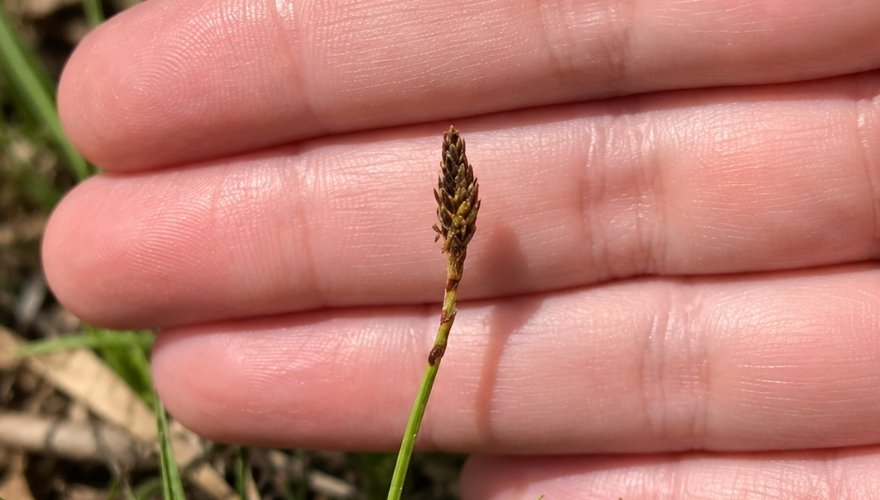 Close-up of a Pennsylvania sedge (Carex pensylvanica) seed head held against a person's fingers to show its size and structure.