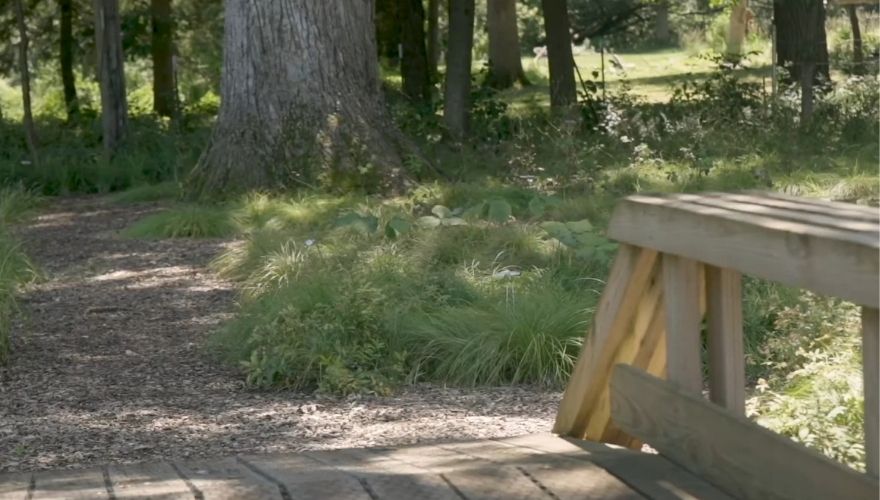 Pennsylvania sedge lawn growing beneath mature shade trees along a woodland garden path with a wooden walkway.