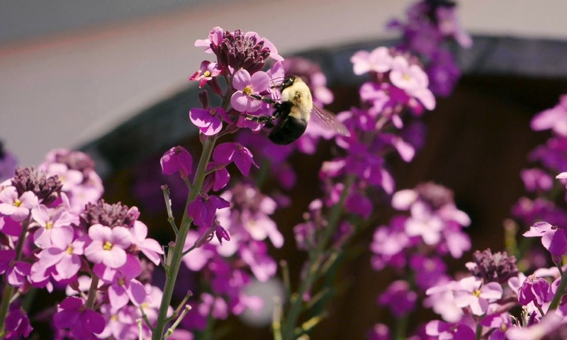 A bumble bee gathers nectar from bright purple flowers in a sunlit garden