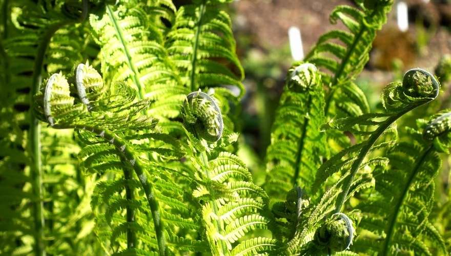 Close-up of young Christmas fern fronds unfurling in bright sunlight, showing tightly curled fiddleheads and fresh green foliage.