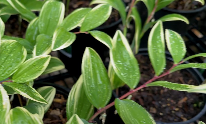 Close-up of Solomon’s seal variegated leaves on potted plants