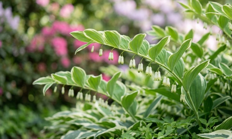 Arching green Solomon’s seal stems with small white, bell-shaped flowers rise above lush foliage in a garden