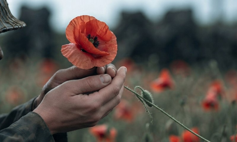 Solider's hand gently holds a vivid red poppy in a blurred wildflower field