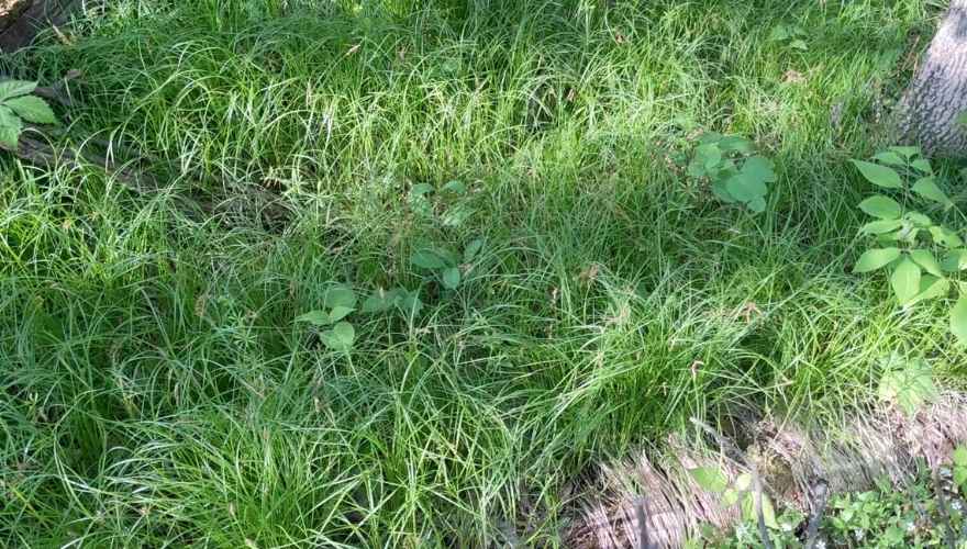 Pennsylvania sedge (Carex pensylvanica) growing naturally in dense green patches beneath trees in a shaded woodland area.