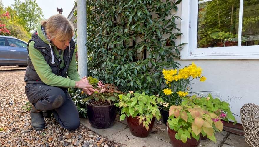 A woman tends potted Epimedium plants beside a house in spring.